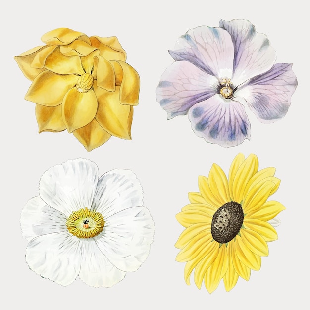 Flor floreciente colorida conjunto vector