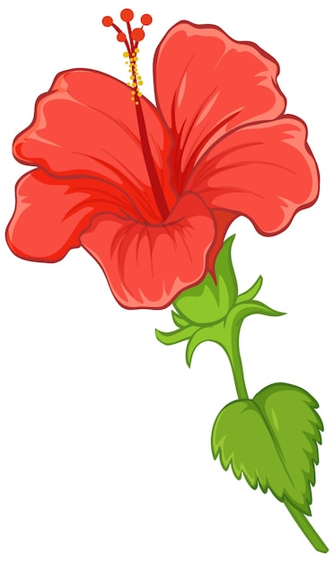 Vector gratuito flor de hibisco con hojas aisladas en blanco