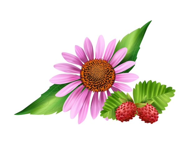 Flor de manzanilla y fresa silvestre en blanco realista