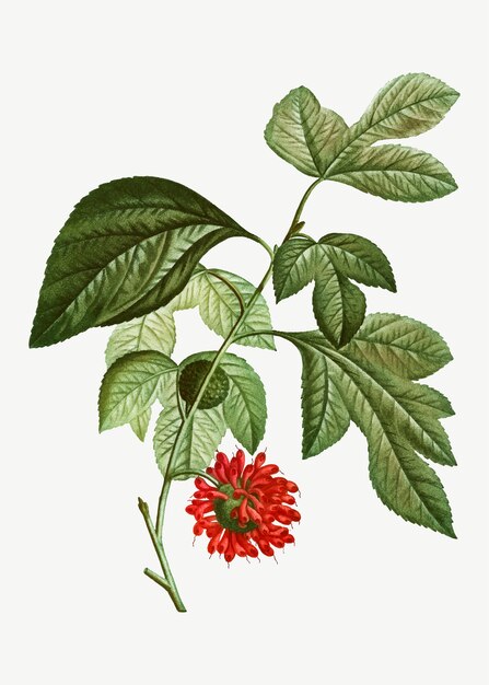 Flor roja de papel mullberry