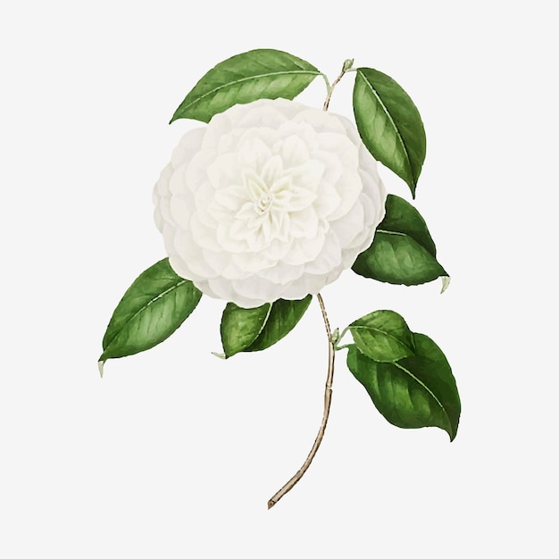 Flor de rosa de camelia blanca