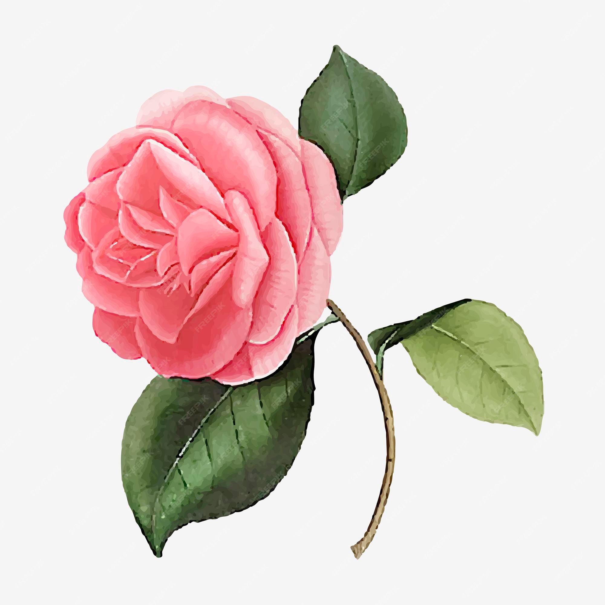 Flor de rosa de camelia rosa | Vector Gratis