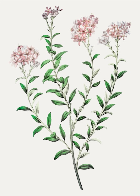 Flor de selago