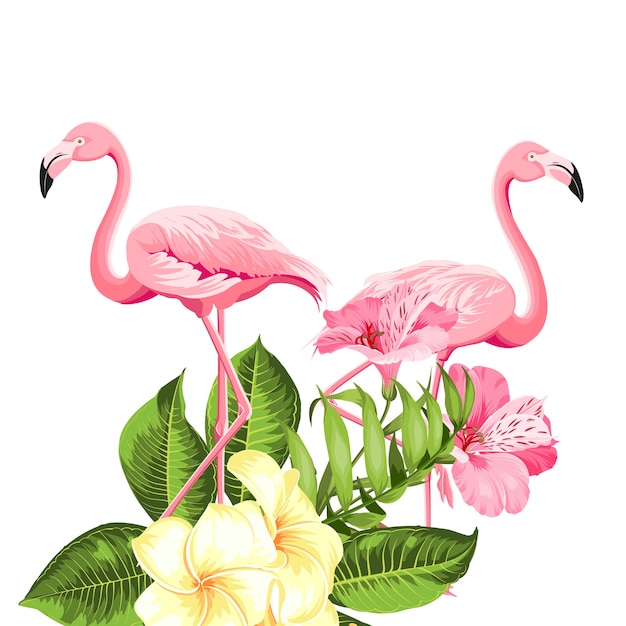 Flor tropical y flamencos sobre fondo blanco. Ilustración vectorial