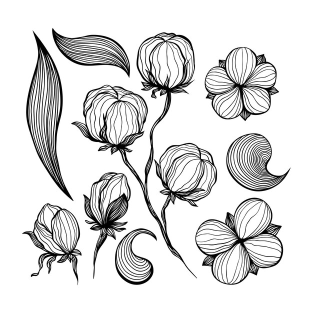 Flores de algodón línea abstracta arte dibujos de contorno.