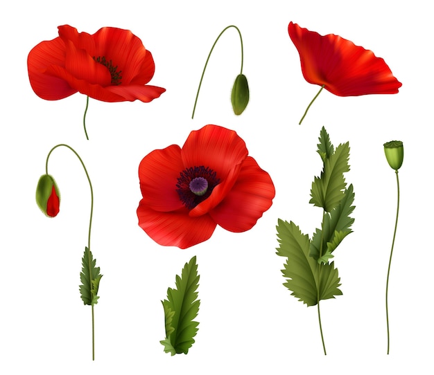 Vector gratuito flores de amapolas de flor roja con brotes y hojas conjunto realista aislado en la ilustración de vector de fondo blanco