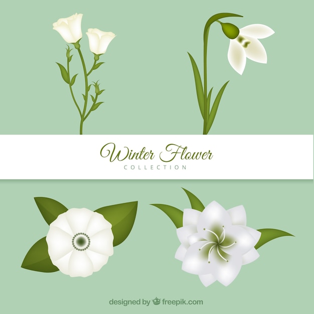 Vector gratuito flores blancas invernales dibujadas a mano