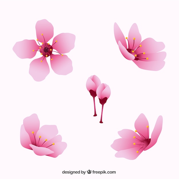 Flores del cerezo decorativas en estilo realista
