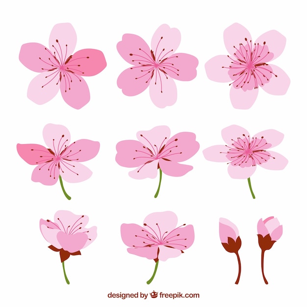 Flores de cerezo con diferentes diseños
