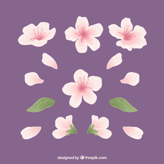 Vector gratuito flores de cerezo y pétalos