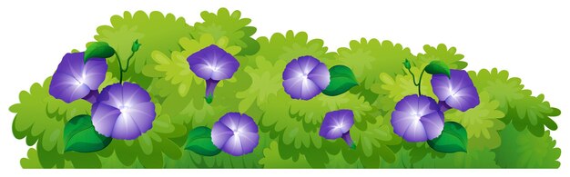 Flores de gloria de la mañana azul en arbusto verde