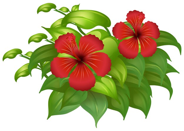 Flores de hibicus rojo en arbusto verde