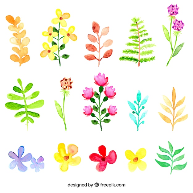 Vector gratuito flores y hojas de acuarela