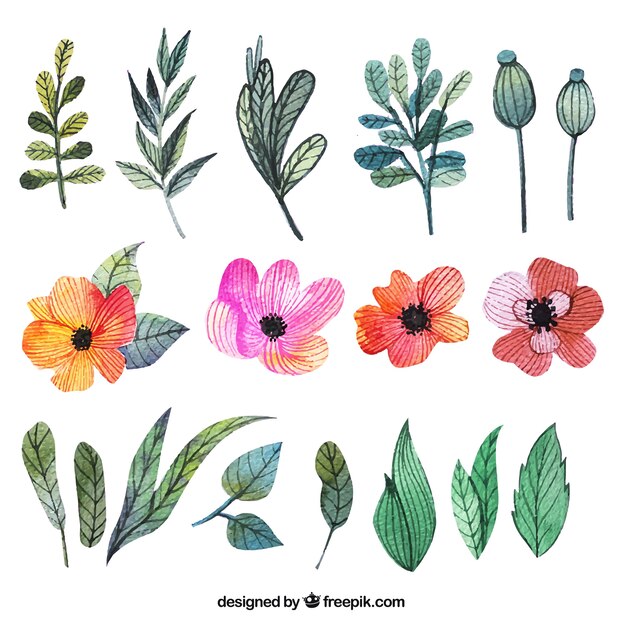 Flores y hojas de acuarela