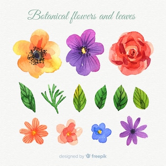 Flores y hojas botánicas en acuarela