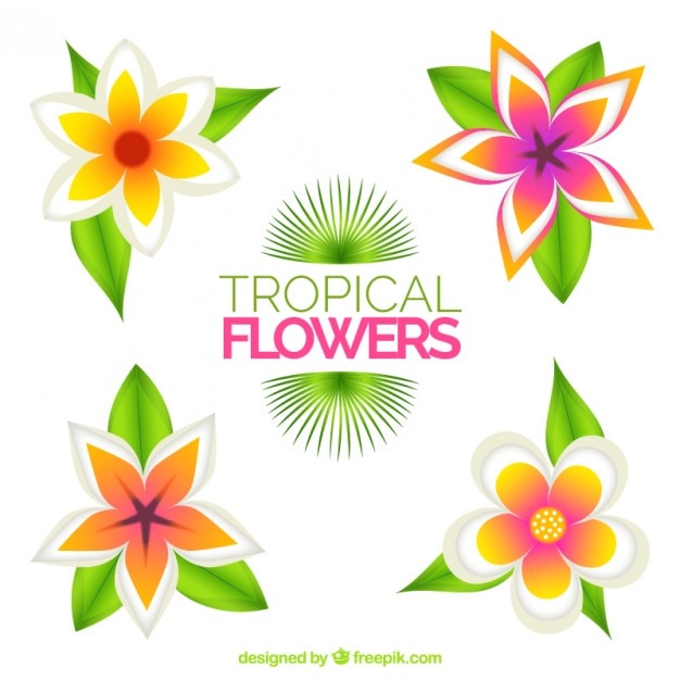 Vector gratuito flores y hojas exóticas de colores