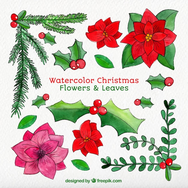 Flores y hojas de navidad en acuarela