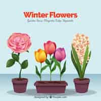 Vector gratuito flores de invierno en macetas