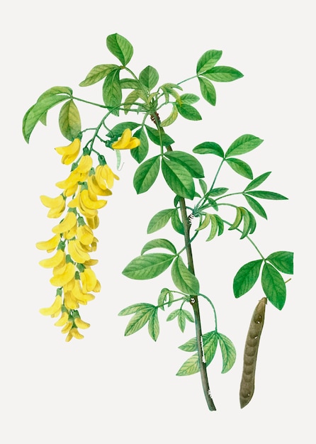 Vector gratuito flores de laburnum comunes