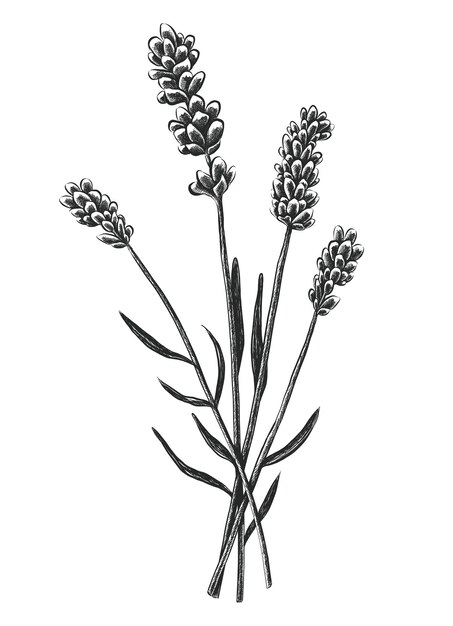 flores de lavanda dibujadas a mano aisladas en blanco