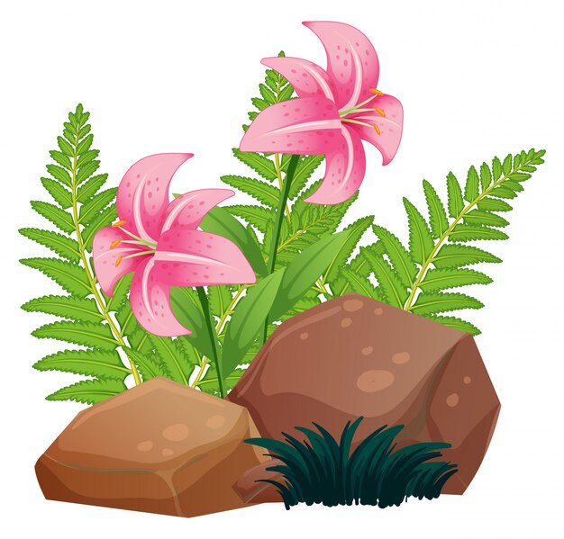 Flores de lirio rosa y rocas en blanco
