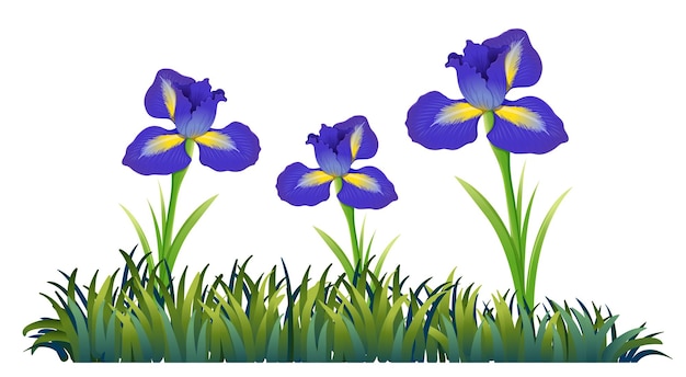 flores moradas en el campo