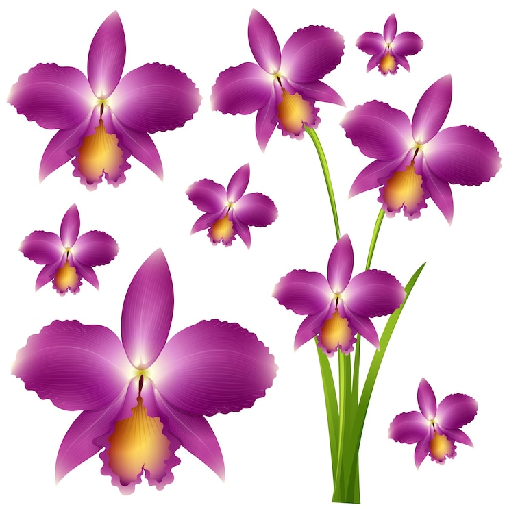 Vector gratuito flores de orquídea púrpura transparente