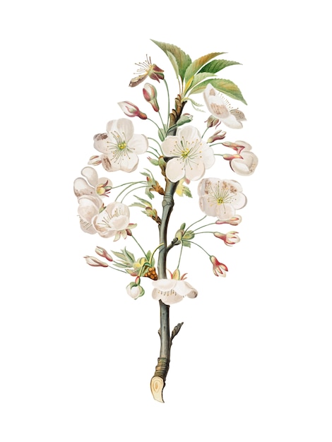 Vector gratuito flores de peral de la ilustración de pomona italiana.