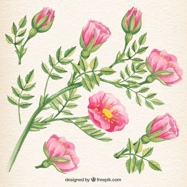Flores rosadas en acuarela