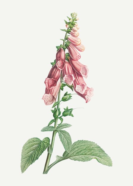 Flores rosadas de los Foxgloves