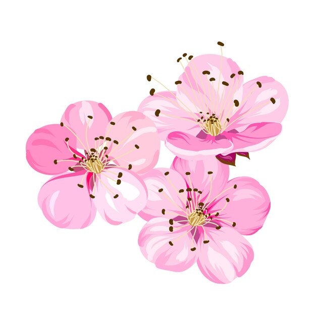 Flores de sakura aisladas sobre fondo blanco de primavera Ilustración vectorial