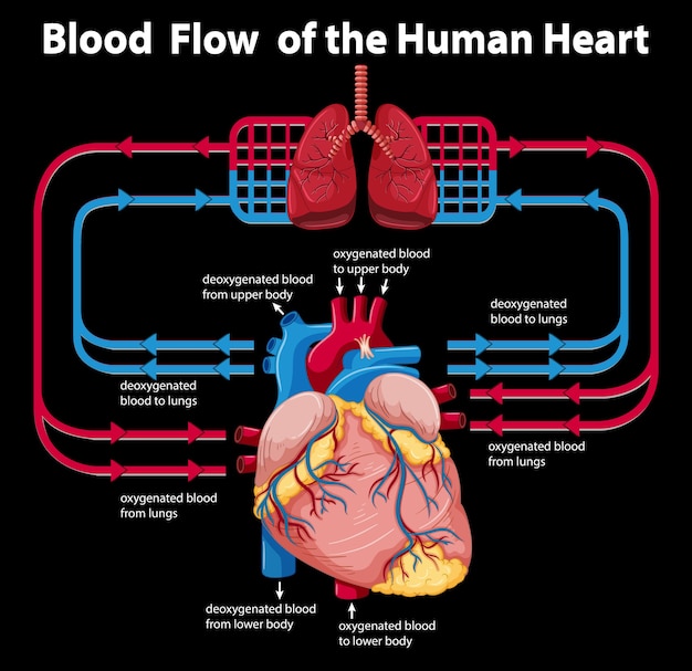 Flujo de sangre del corazón humano