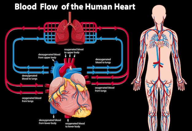 Flujo de sangre del corazón humano