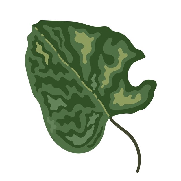 follaje de la planta de hoja