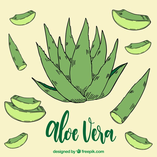 Fondo de aloe vera dibujado a mano