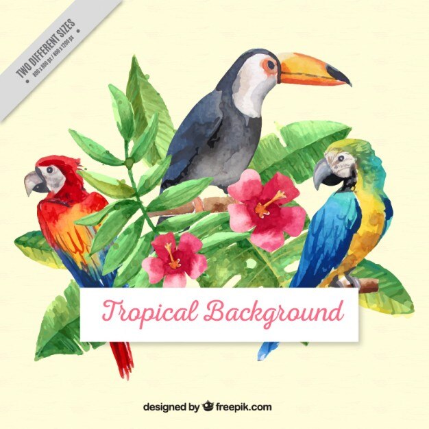 Fondo de aves tropicales de acuarela con hojas
