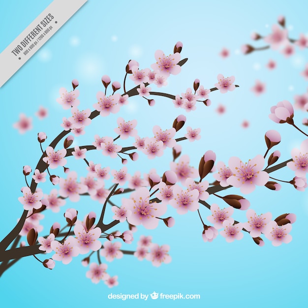 Vector gratuito fondo azul con flores del cerezo en estilo realista