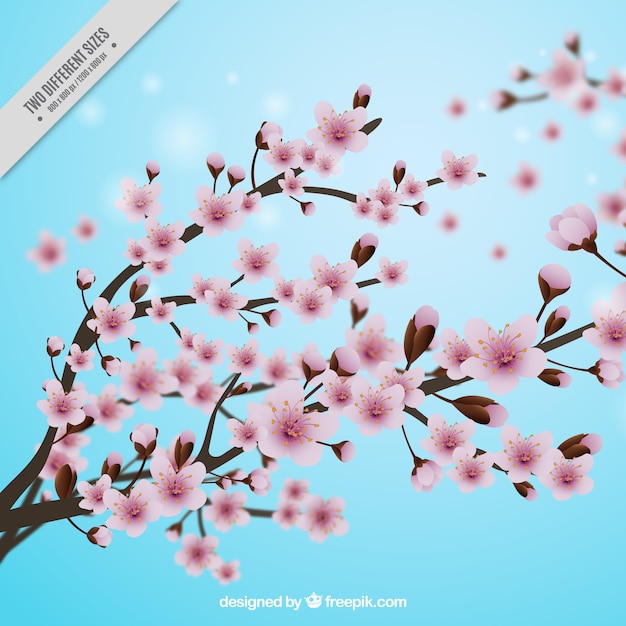 Fondo azul con flores del cerezo en estilo realista