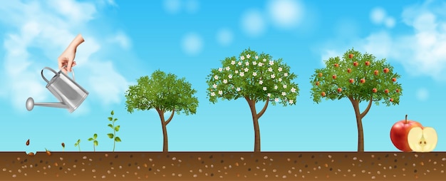 Fondo del ciclo de vida del árbol de manzana con ilustración vectorial realista de fertilización