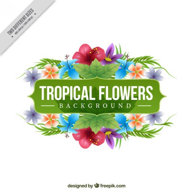 Fondo de decoración de flores tropicales