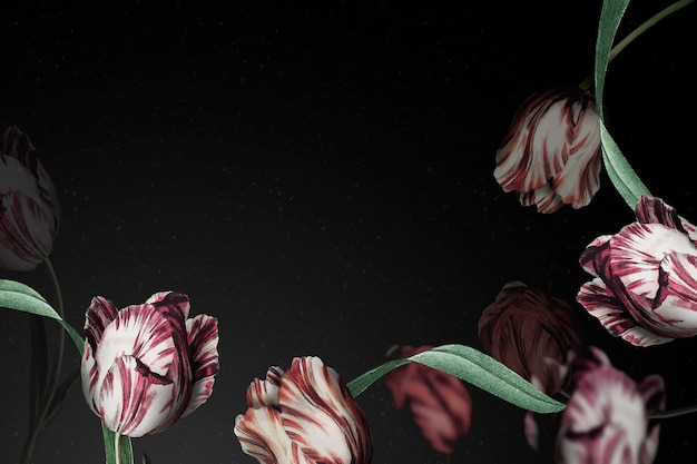 Fondo de flor dramática frontera de tulipán