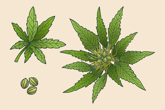 Fondo de hojas de cannabis botánico