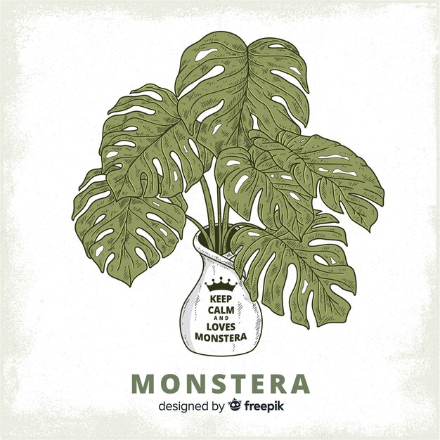 Fondo hojas de monstera en maceta