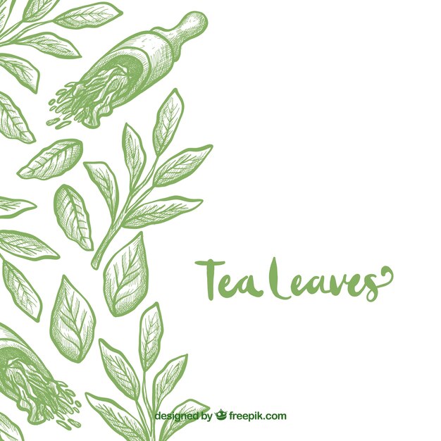 Fondo con hojas de té dibujadas a mano