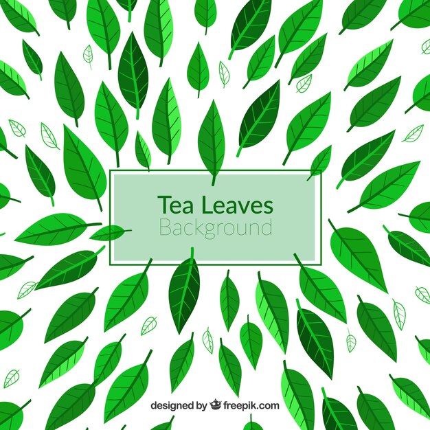 Fondo de hojas de té dibujado a mano