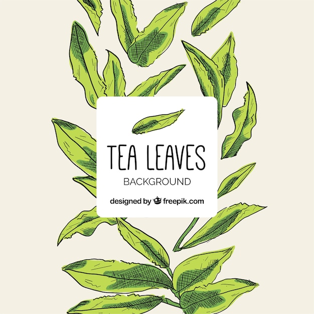 Fondo de hojas de té con estilo de dibujo a mano