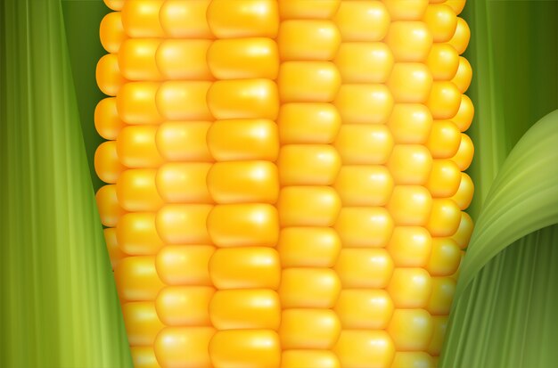 Fondo de maíz realista