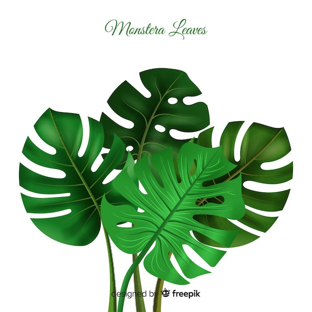 Fondo monstera realista