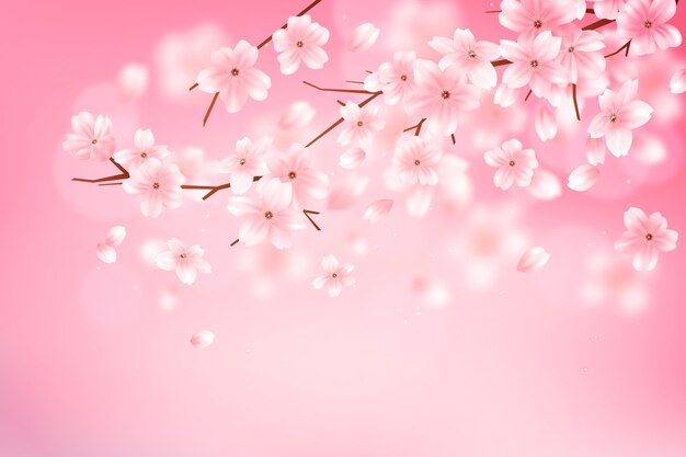 Fondo de rama de flor de sakura degradado