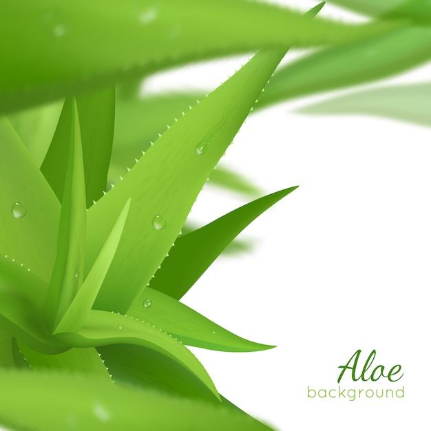 Vector gratuito fondo realista de aloe vera verde